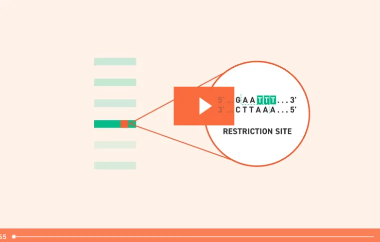 Twist Combinatorial Libraries Video